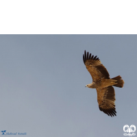 گونه عقاب شاهی Eastern Imperial Eagle